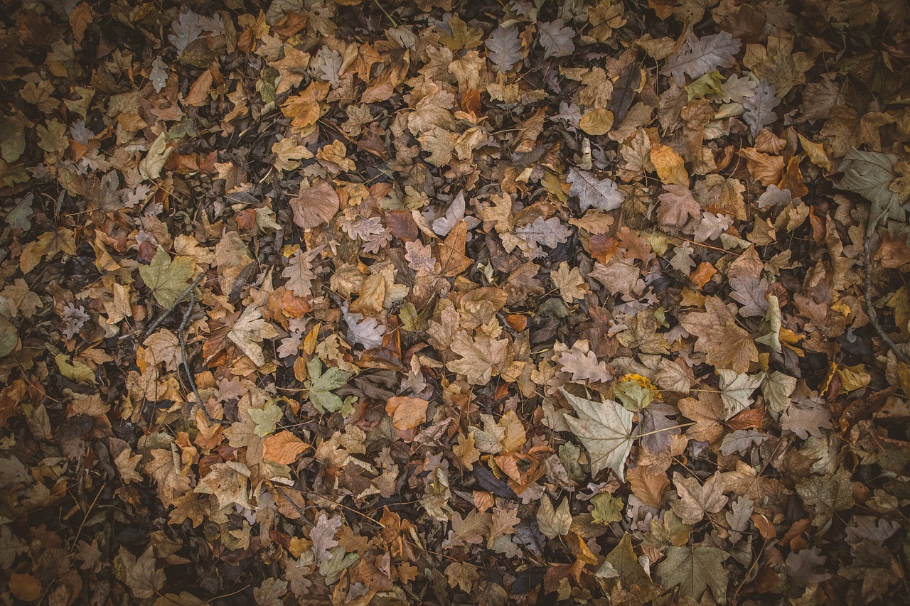 Preserving Leaves for Year-Round Crafts